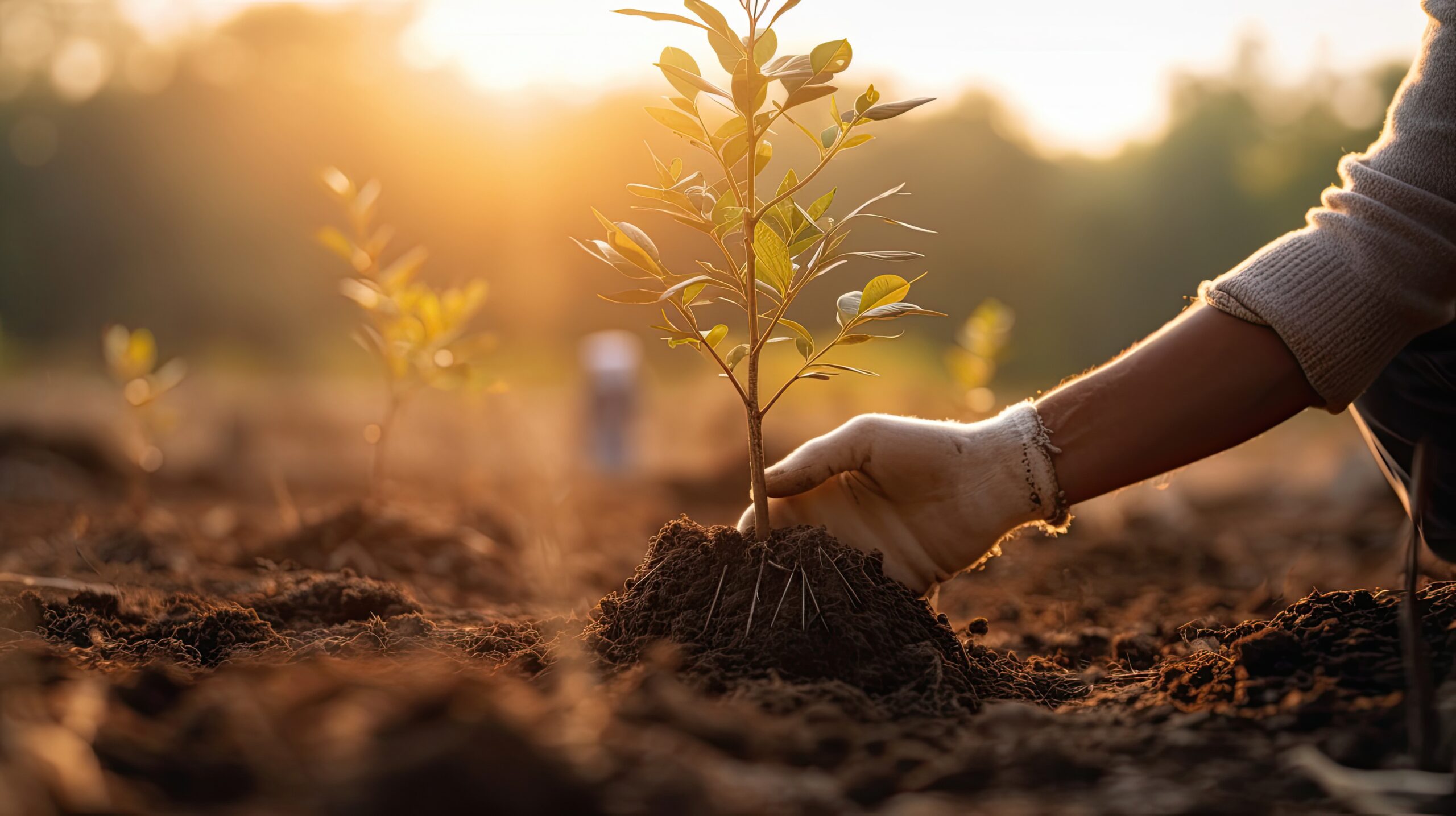 213881429_l_normal_none skill-image1-1